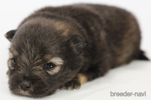 成約済の神奈川県のポメラニアン-313795の3枚目